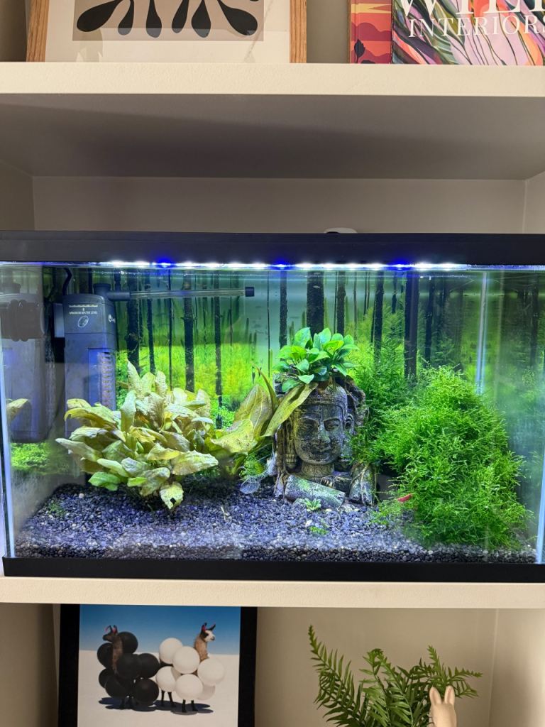 Small Glass Aquarium with Built-in Filter and LED Light