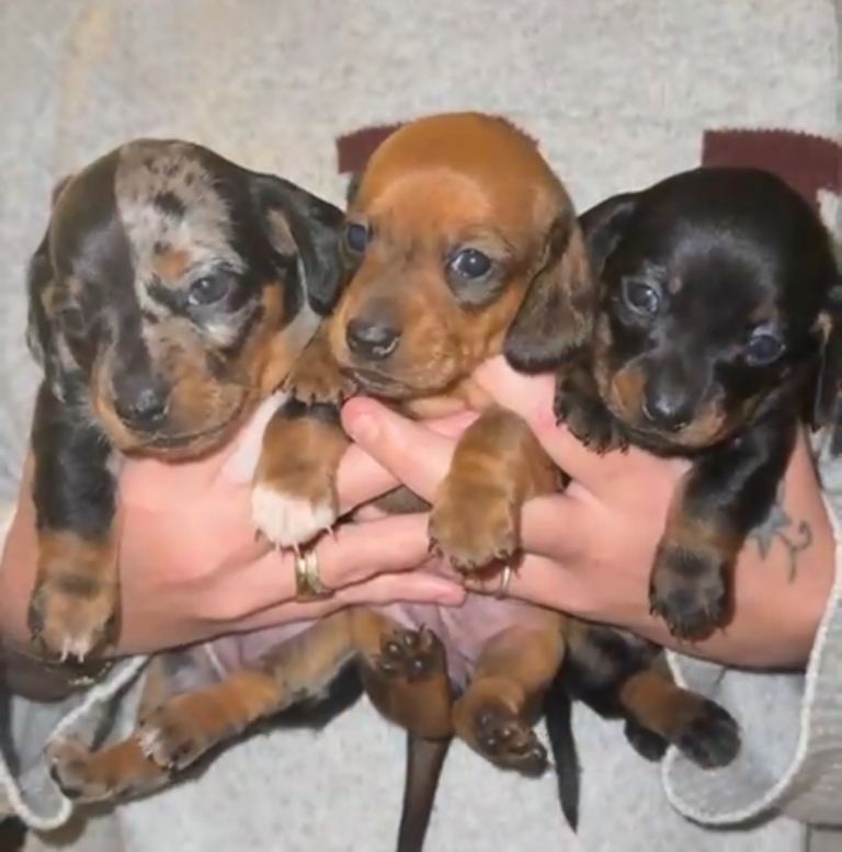 beautiful miniature Dachshund pups
