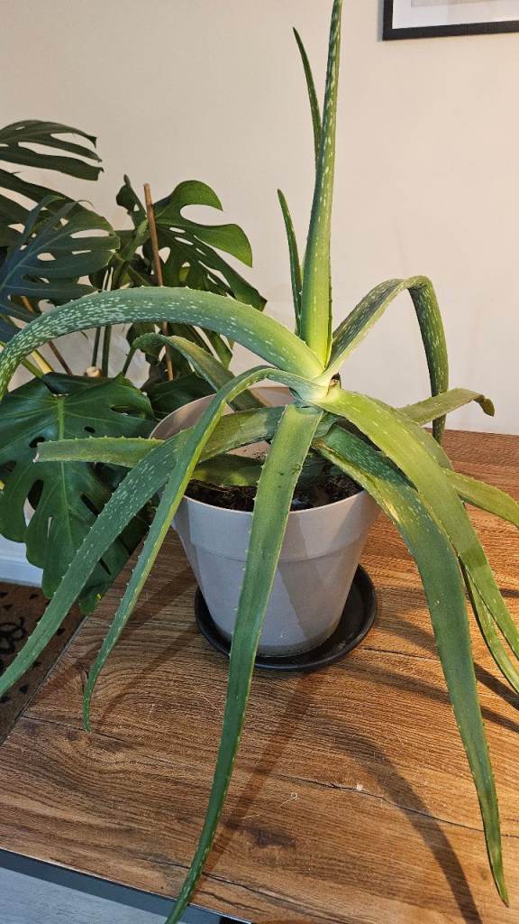 Aloe Vera plant