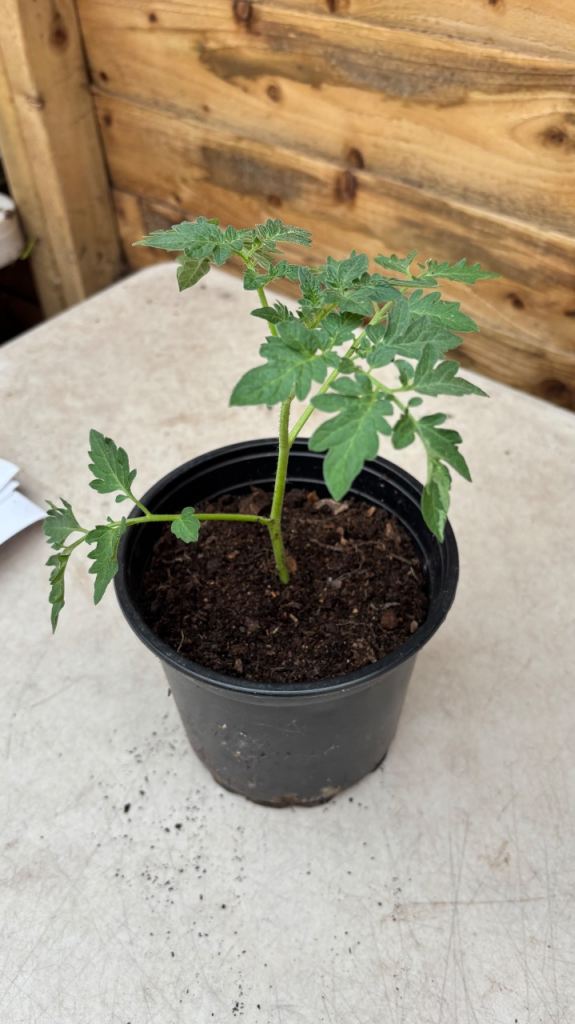 Tomato plants 