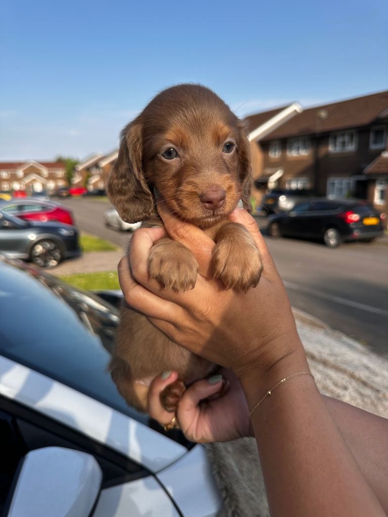 KC REGISTERED PRA CLEAR LONG HAIR DACHSHUNDS❤️
