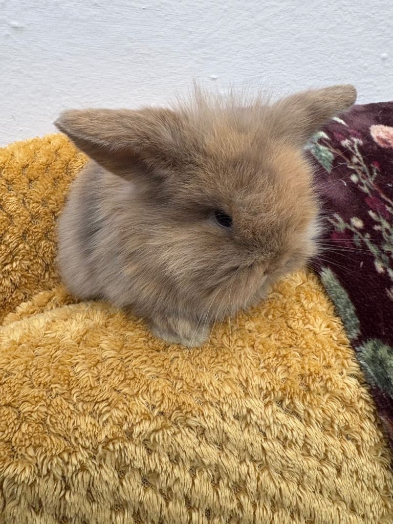 Indoor raised mini lops and lion lops - vaccinated 