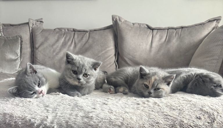 🏆 Championship Bloodlines, Beautiful Bsh kittens 
