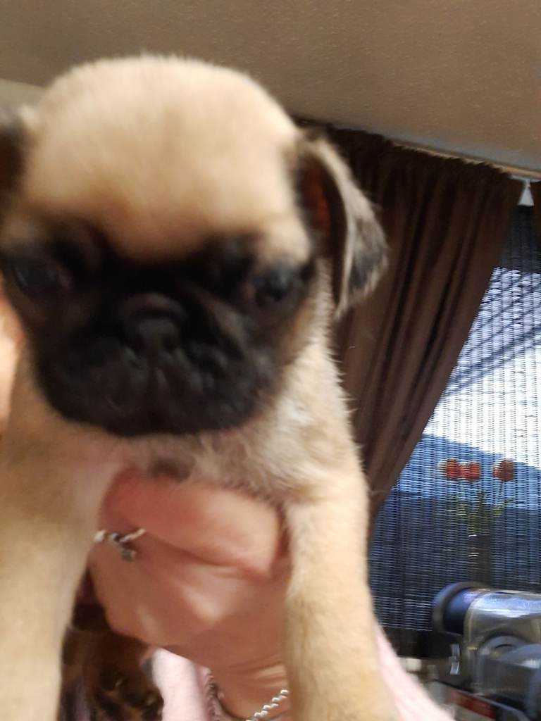 Female pug puppy 