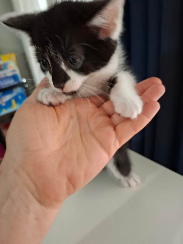 Kittens for sale 