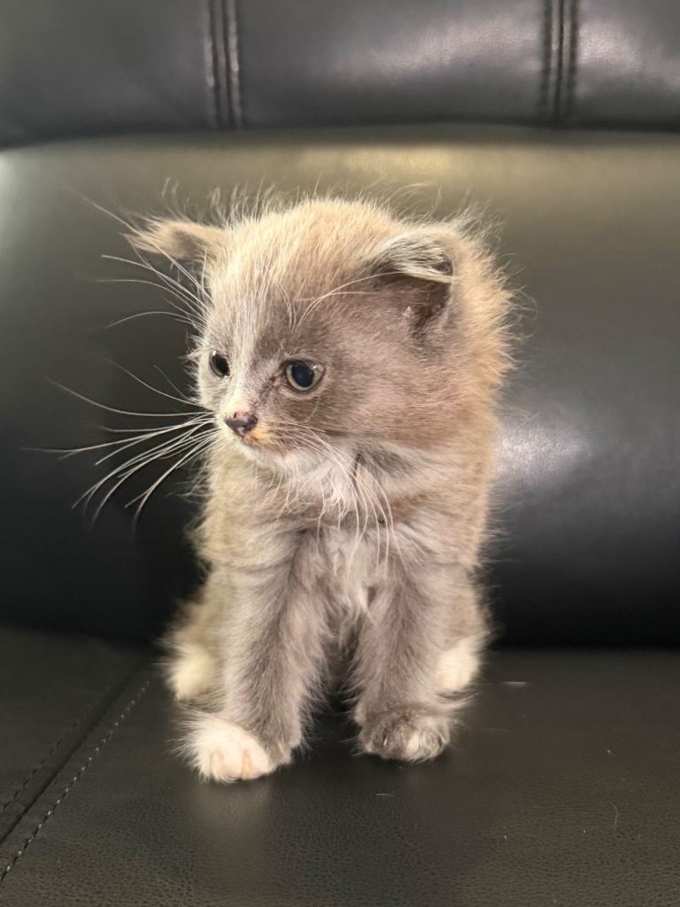 Female kitten 
