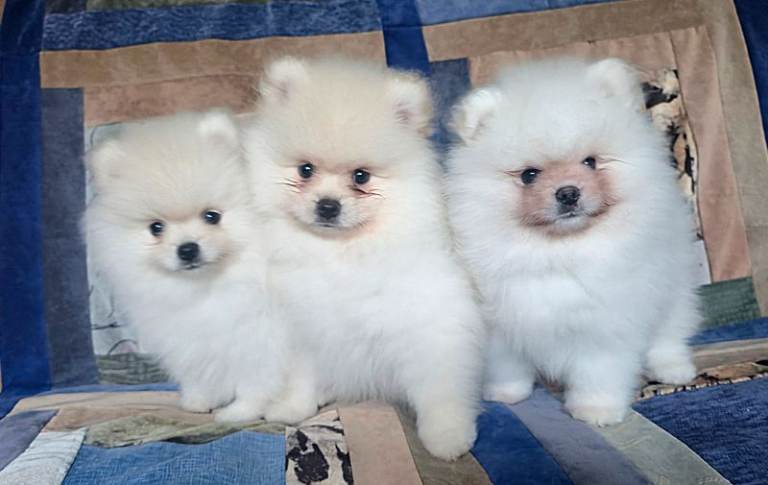 🔥Pomeranian puppies male for sale. KC reg.
