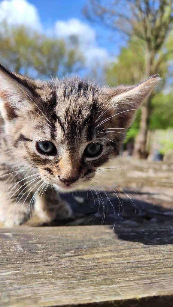 Bengal cross kittens 8 weeks