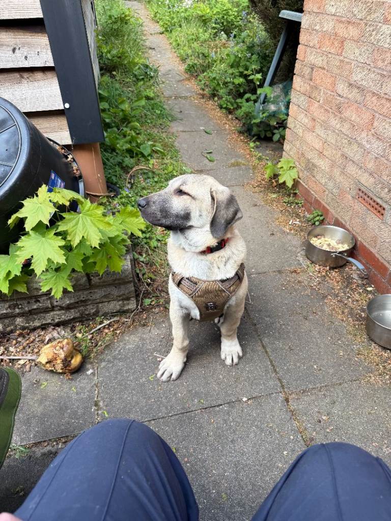 Turkish Kangal Puppy