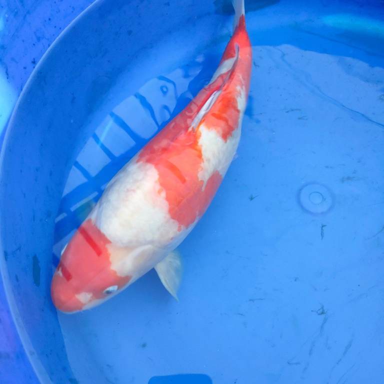 Koi carp