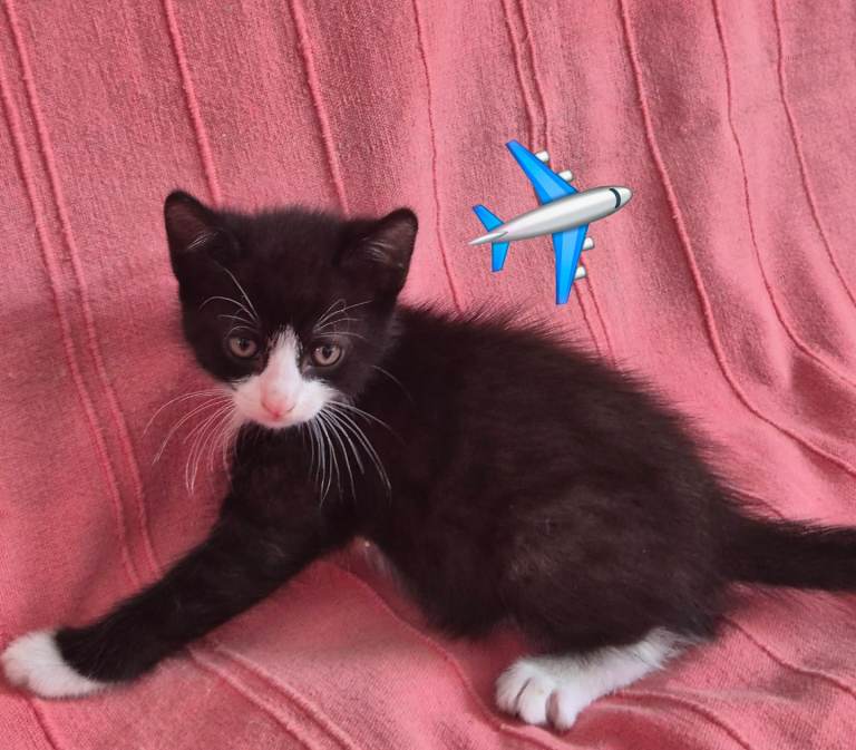 Kittens 