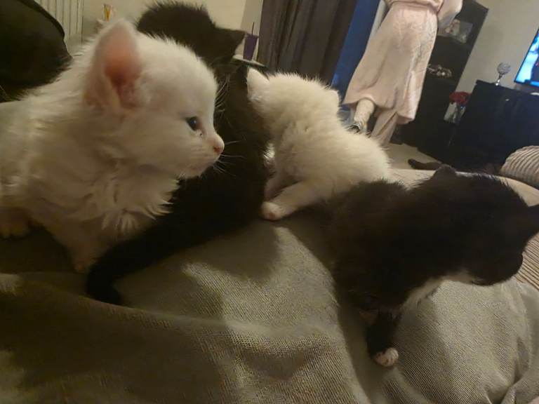 Kitten 