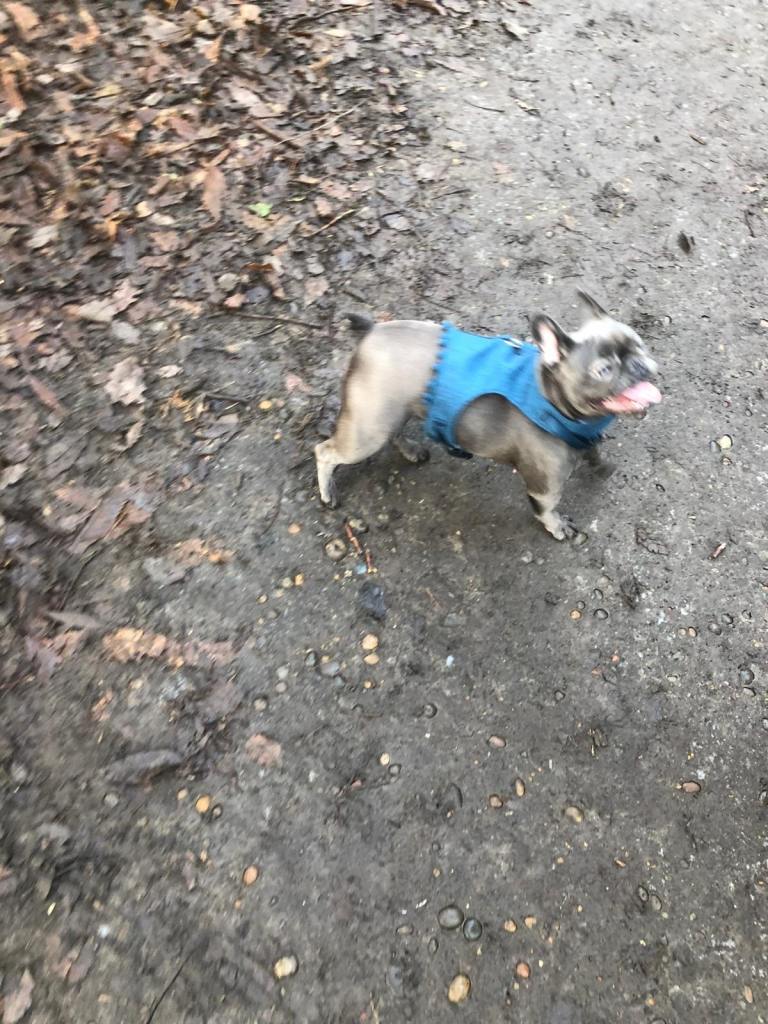 Girl Frenchie for sale!