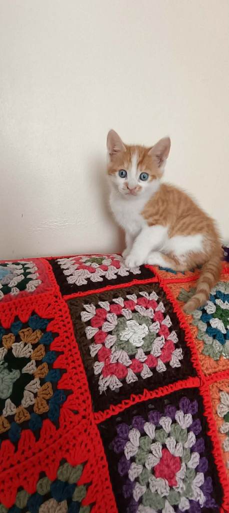 6 weeks old kittens 