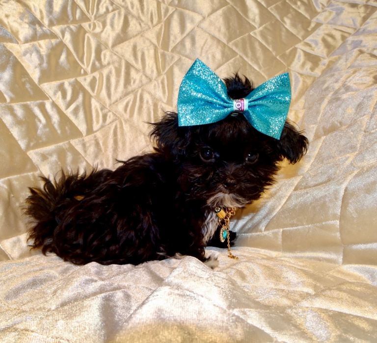 ***XXXXXXXS Ultra Rare Micro Black White Tiny F1 Maltese X Toy Poodle Maltipoo Puppy 5 months old***