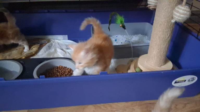 GINGER MAINECOON KITTENS