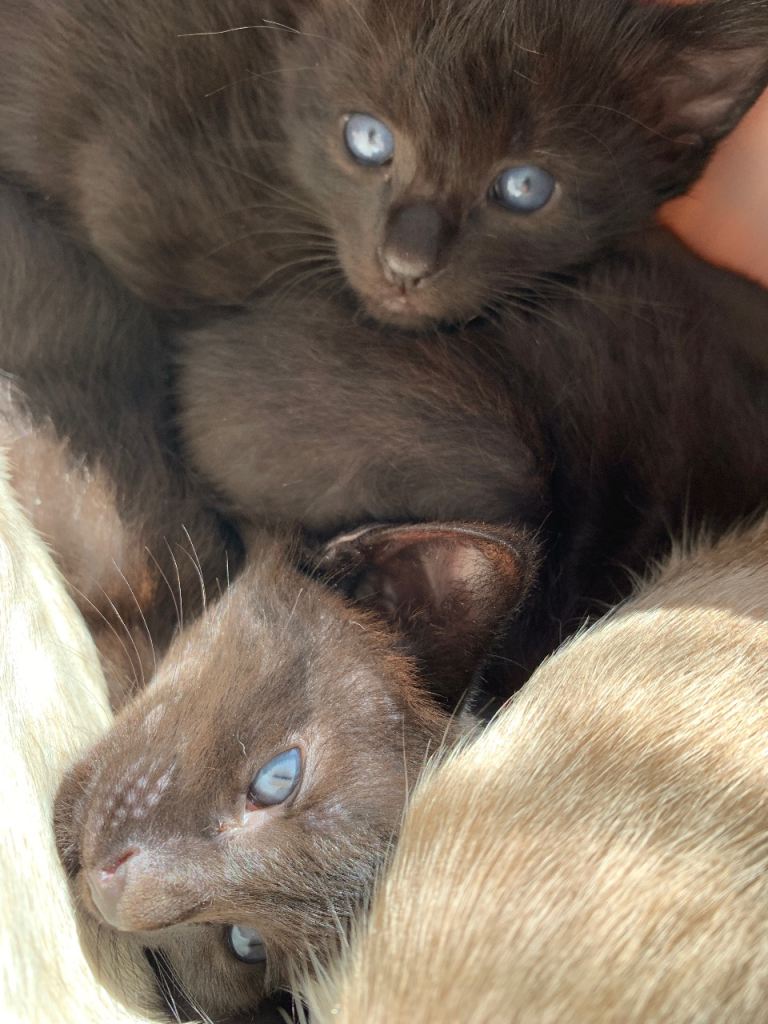Half Siamese Oriental Kittens