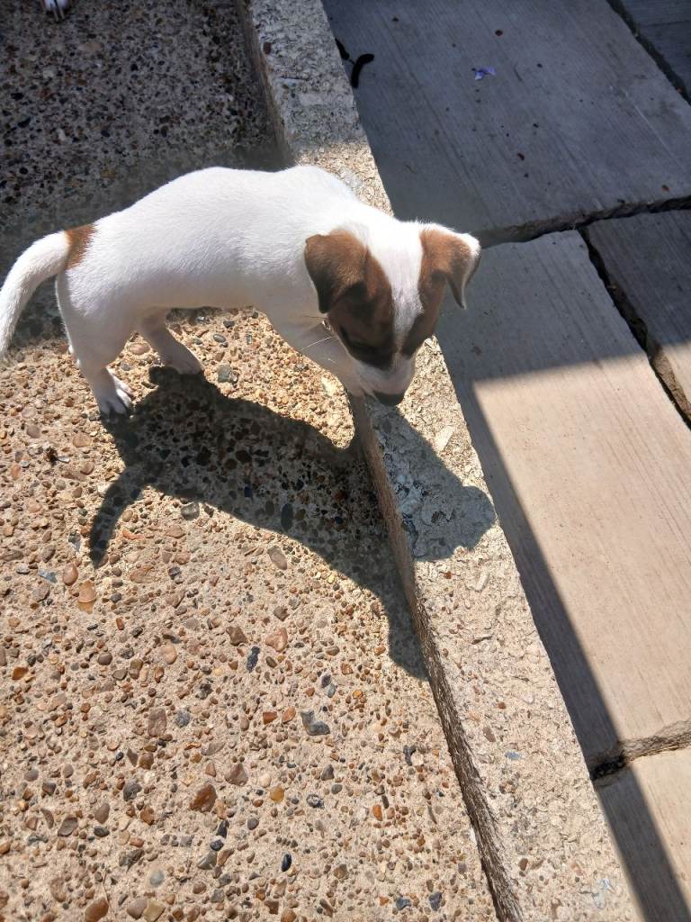 Jack Russell puppies 