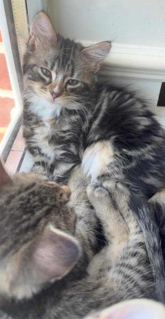 Stunning cross fluffy Bengal kittens 