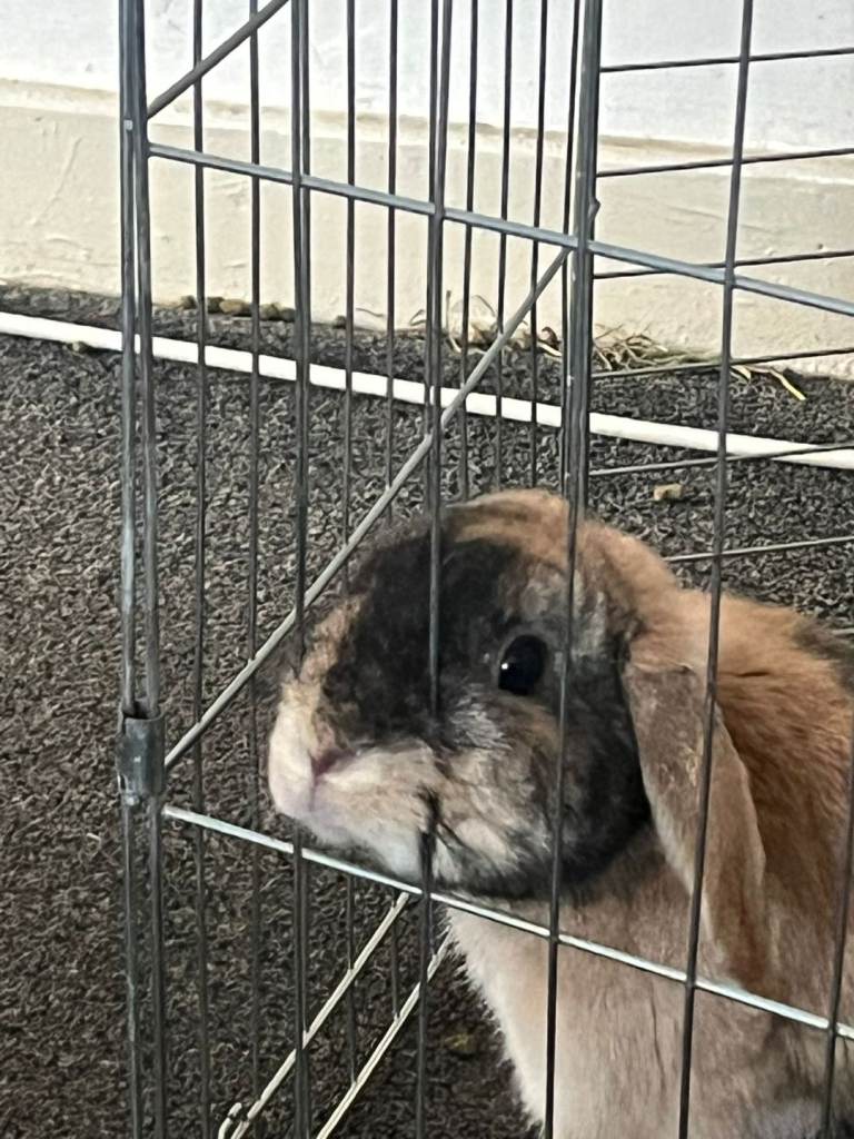 Lop rabbit 