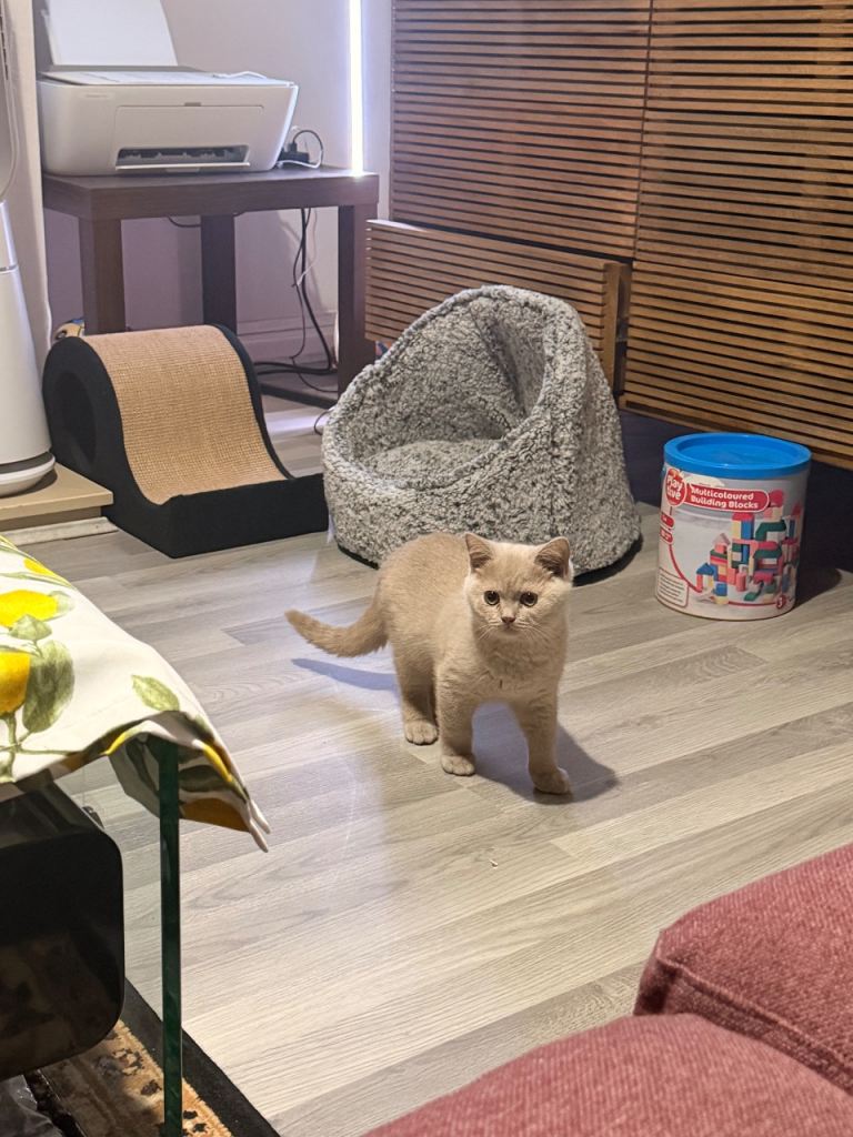 BSH Male kitten 