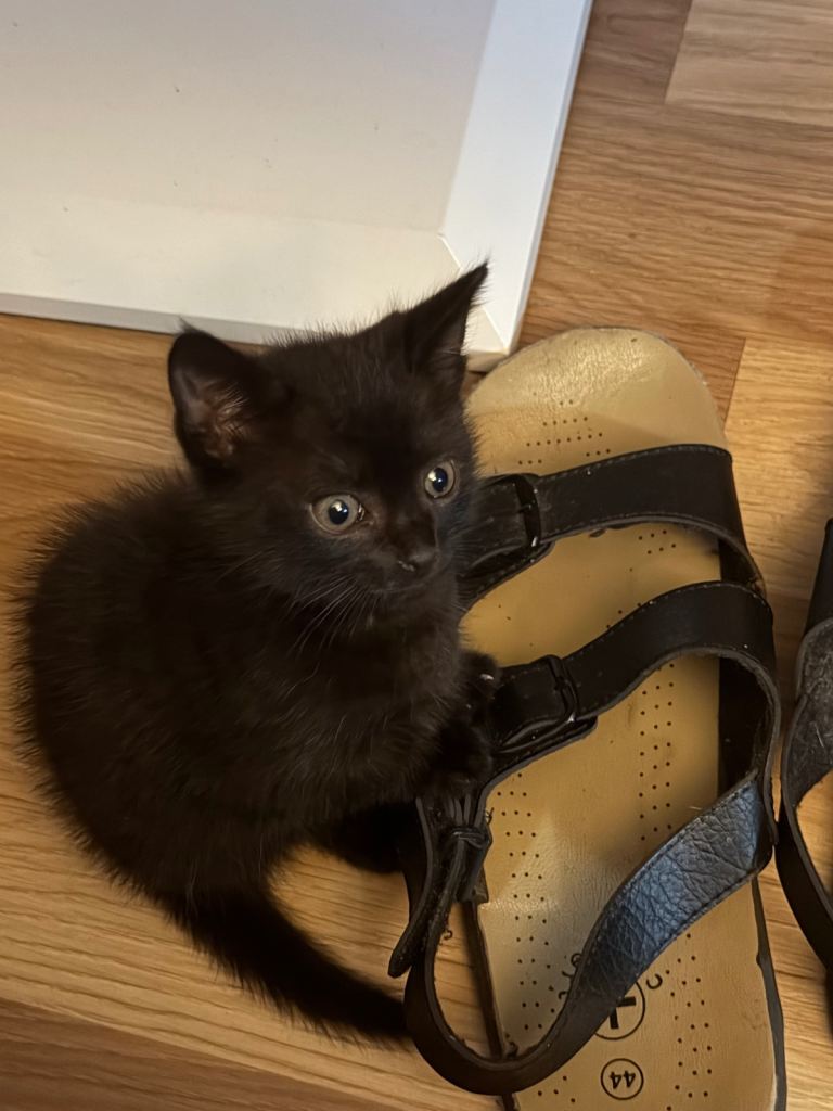 1 kitten for sale 