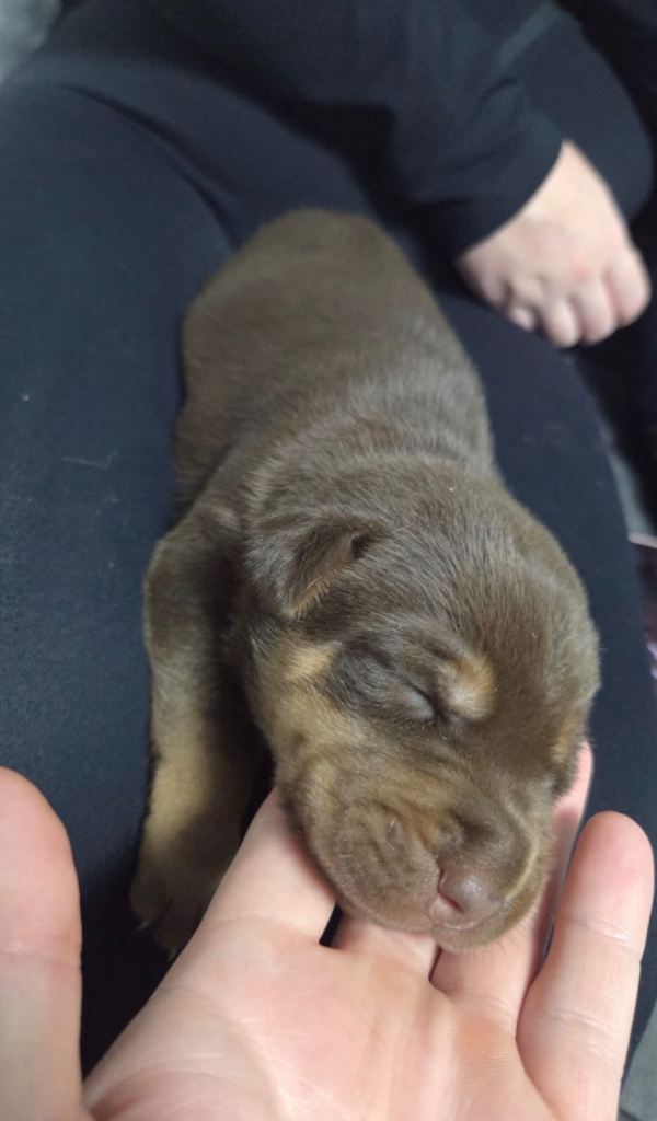 Doberman x sharpei puppy’s 
