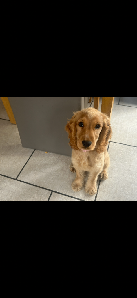 Cocker spaniel female puppy