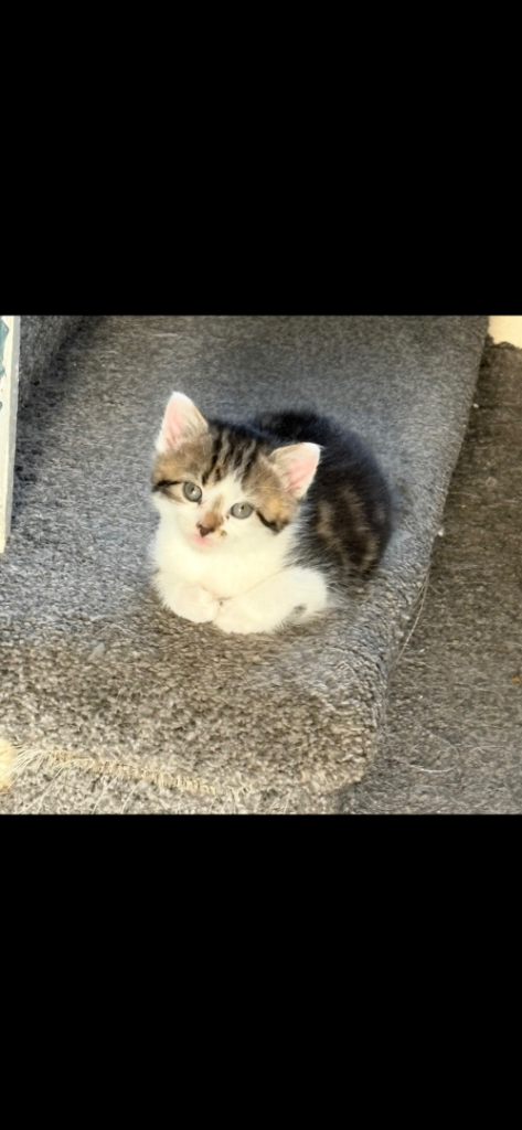 Kittens 