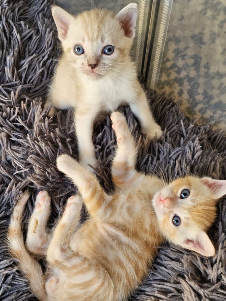 Ragdoll X Bengal
