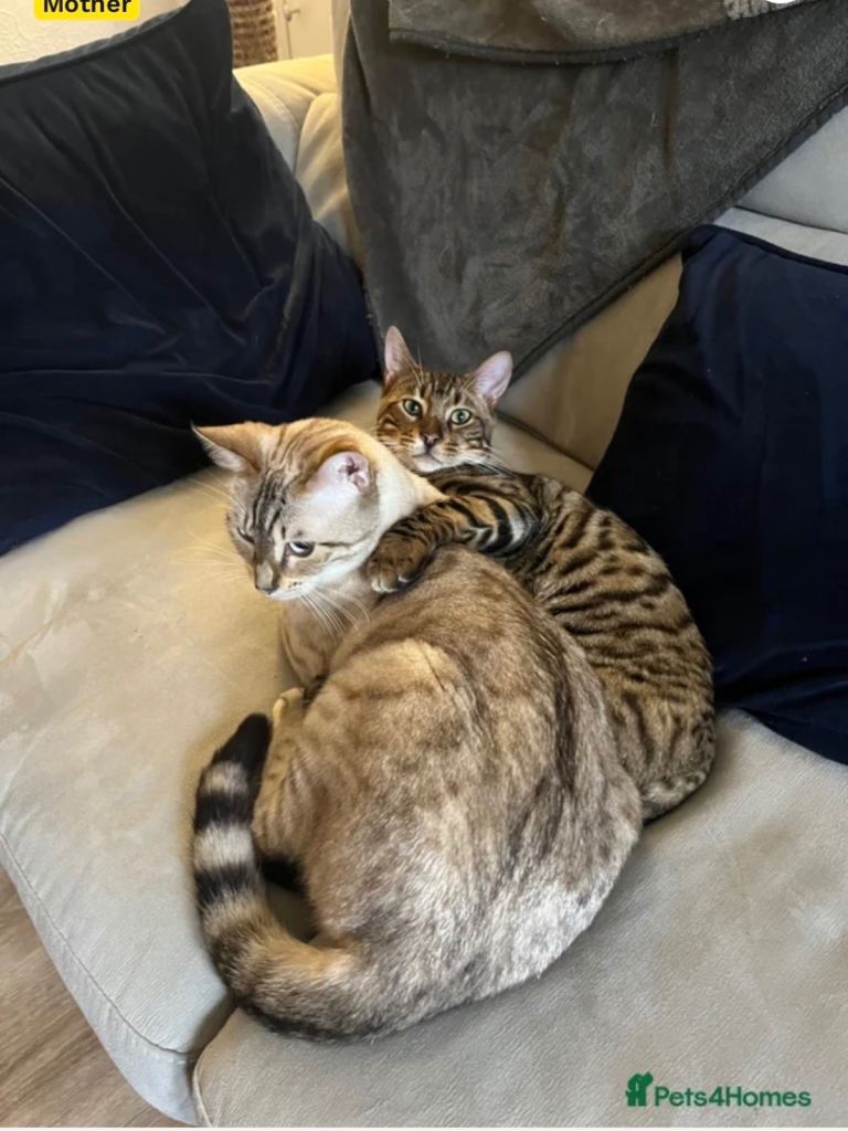 2 Beautiful Bengal Cats