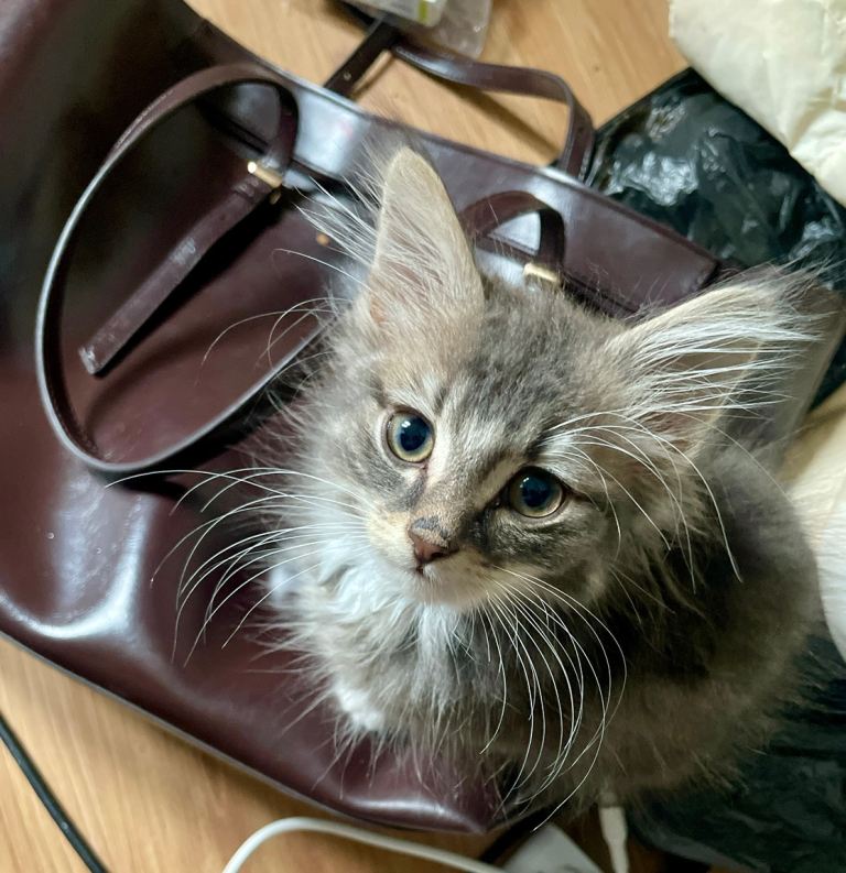Kittens for sale 