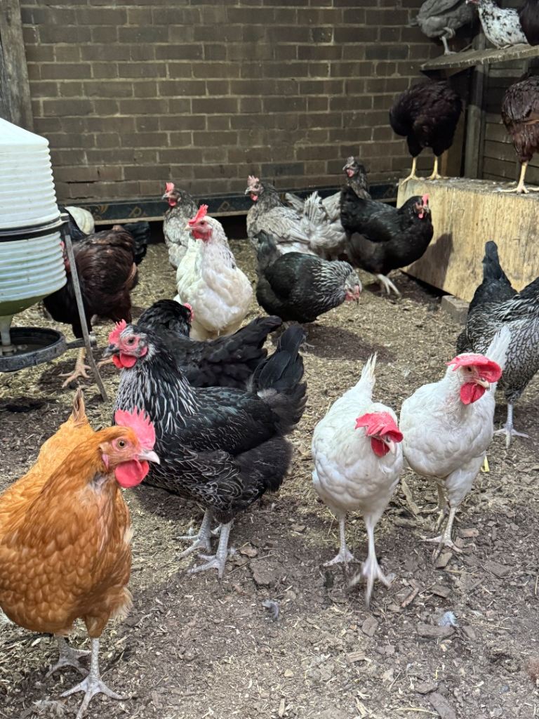 Chickens