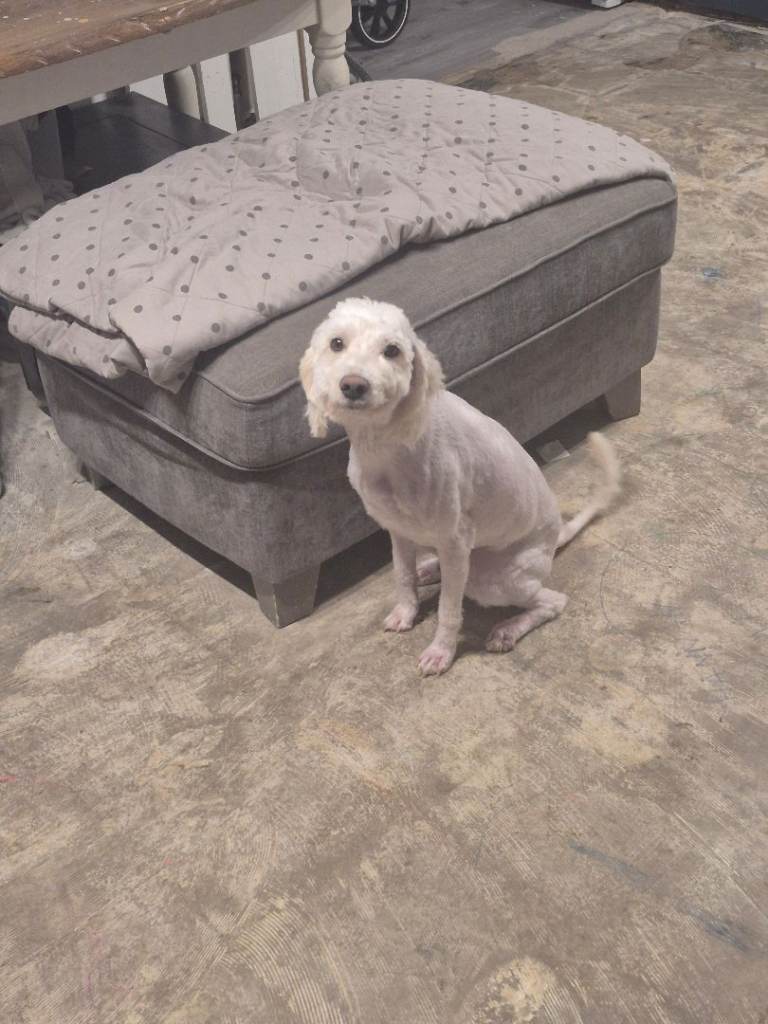 Cockapoo 