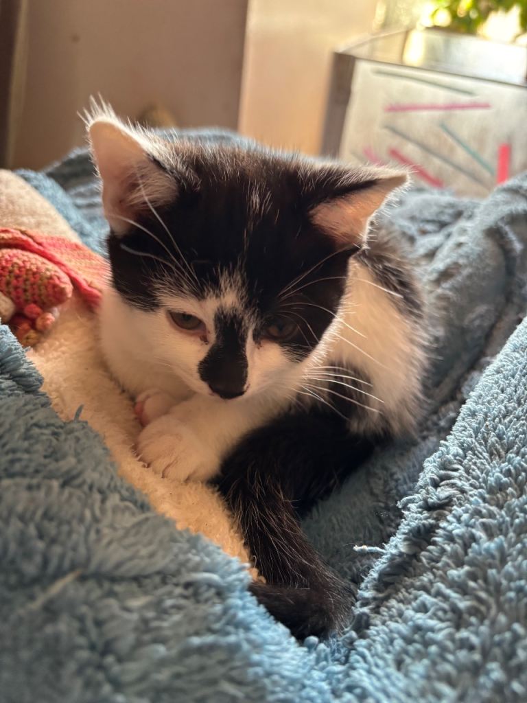 Ready now - beautiful boy kitten for sale