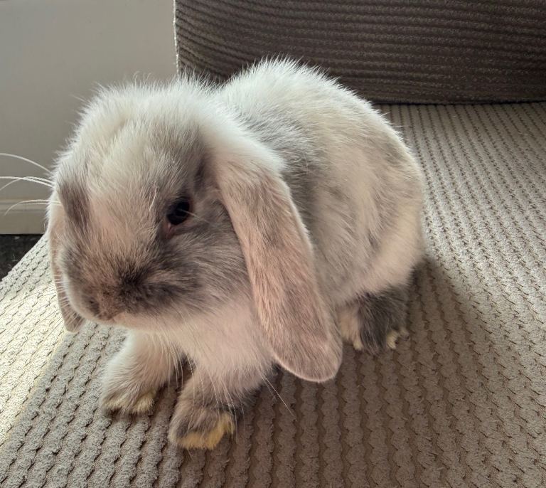 Mini lop rabbit