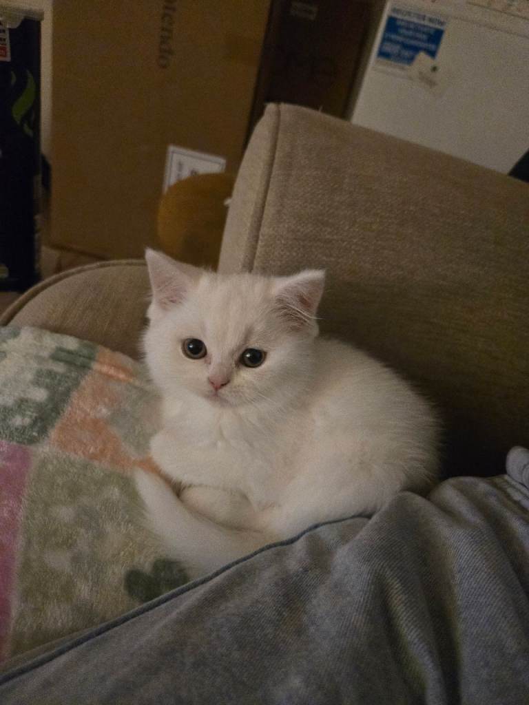 Scottish straight kitten for sale 