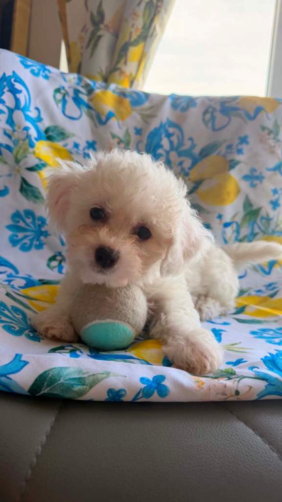 4 Bichon Frise Boys – Vaccinated & Ready Now