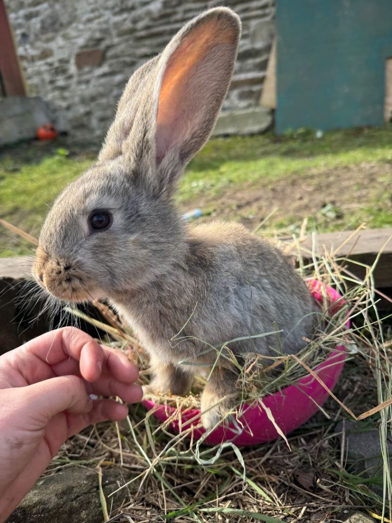 Continual giant kits 