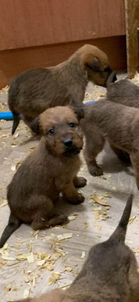 Irish terrier puppies
