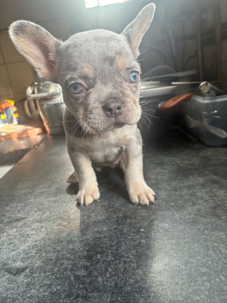French Bulldog Female Puppy’s – Ready Now