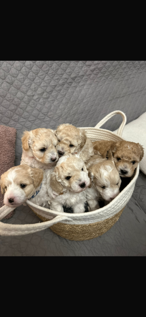 Cavapoochon Puppies