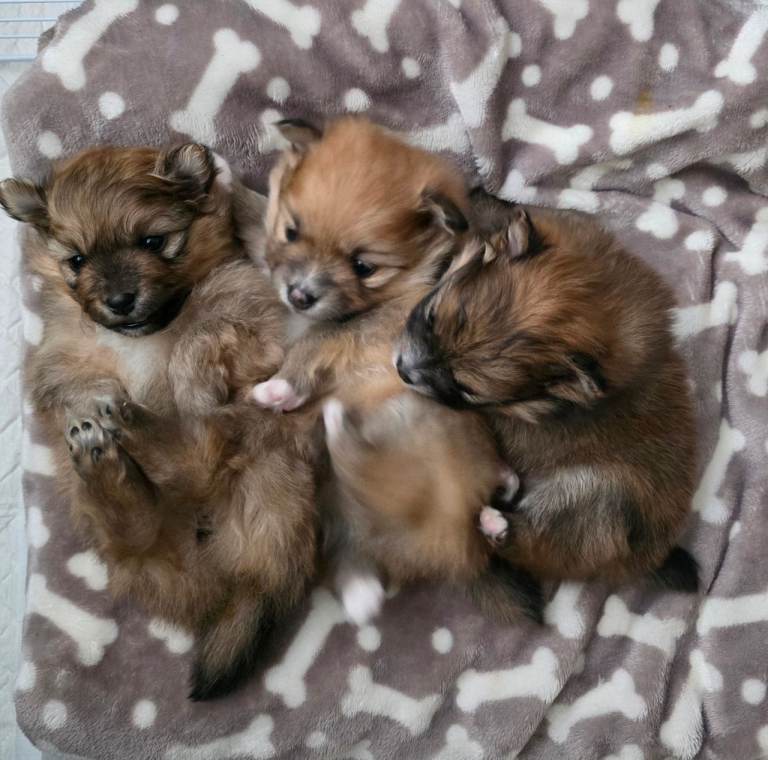 3 Beautiful Pomeranian Girls