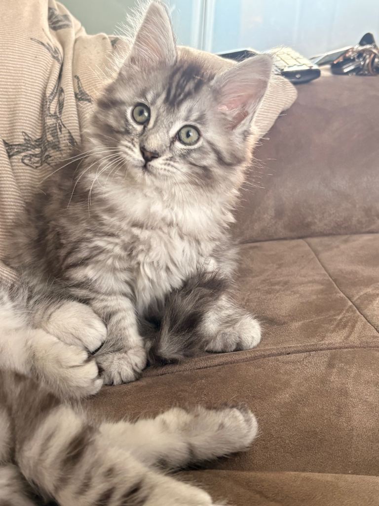 5 Maine coon kittens 