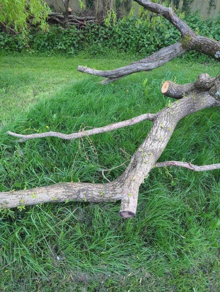 Wood for fire - free