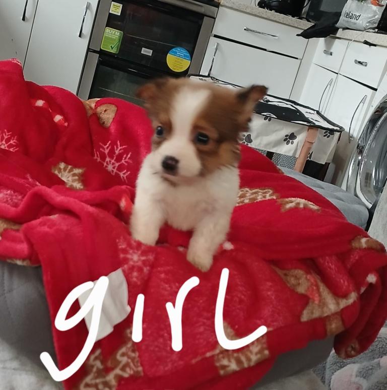 1 beautiful miniature jackpoo 🐶