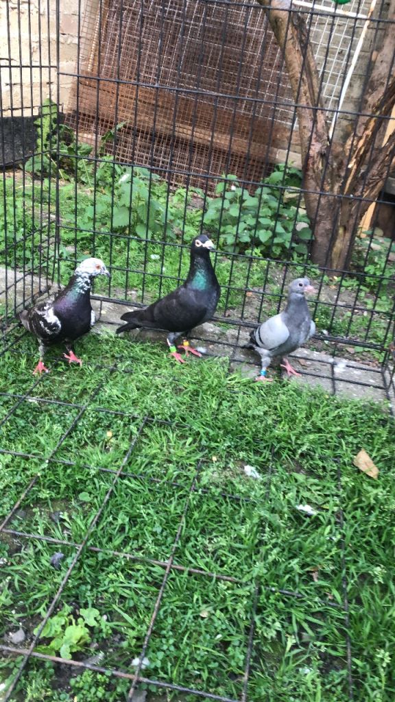 Pigeons 