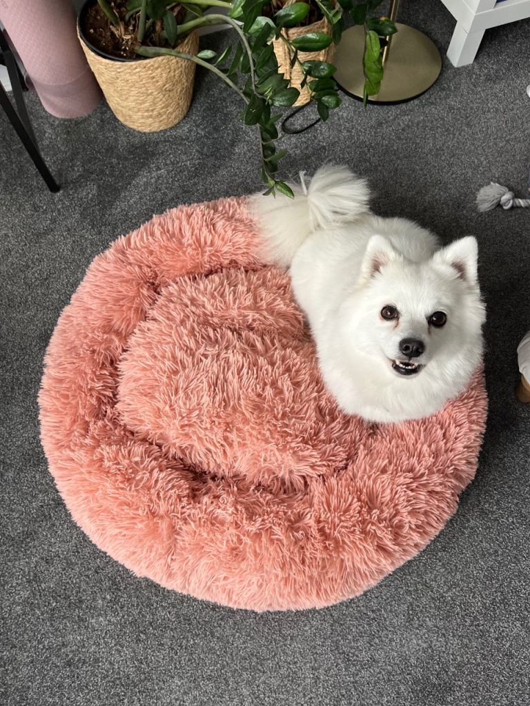 Free plush dusty pink dog bed