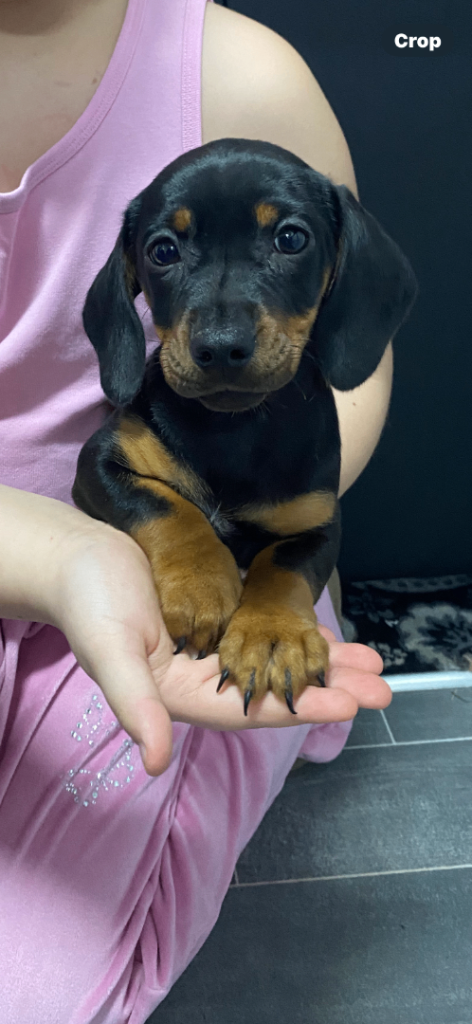 Miniature dachshund puppies 1 boy left