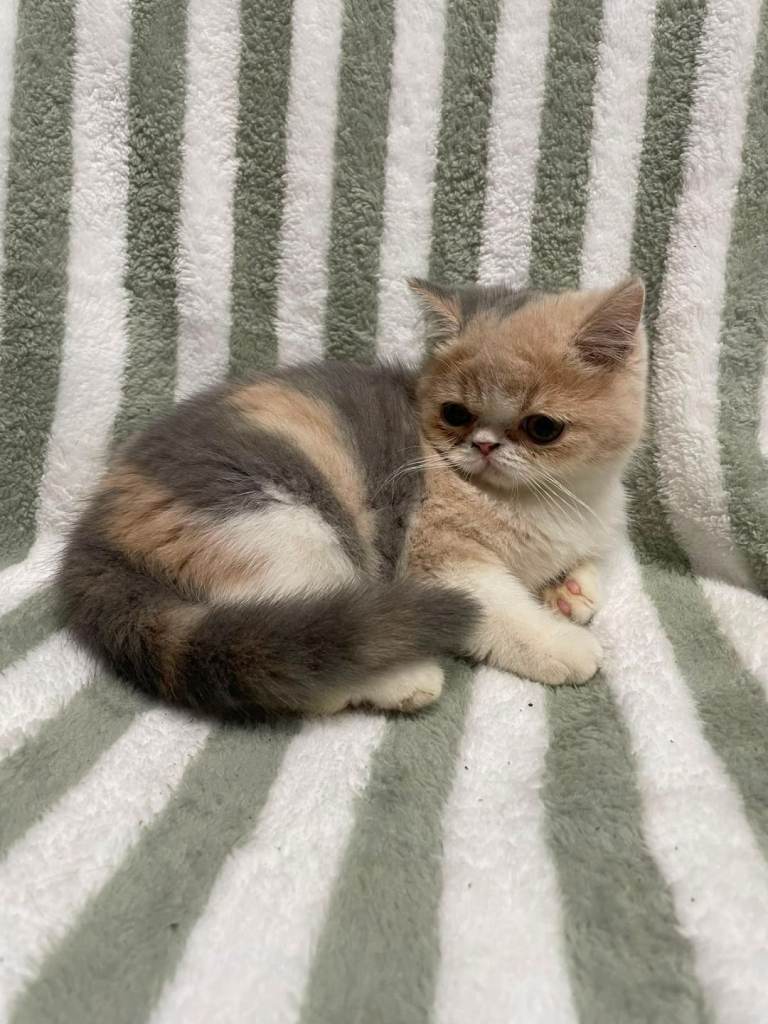 exotic shorthair kittens 
